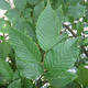 Carpinus