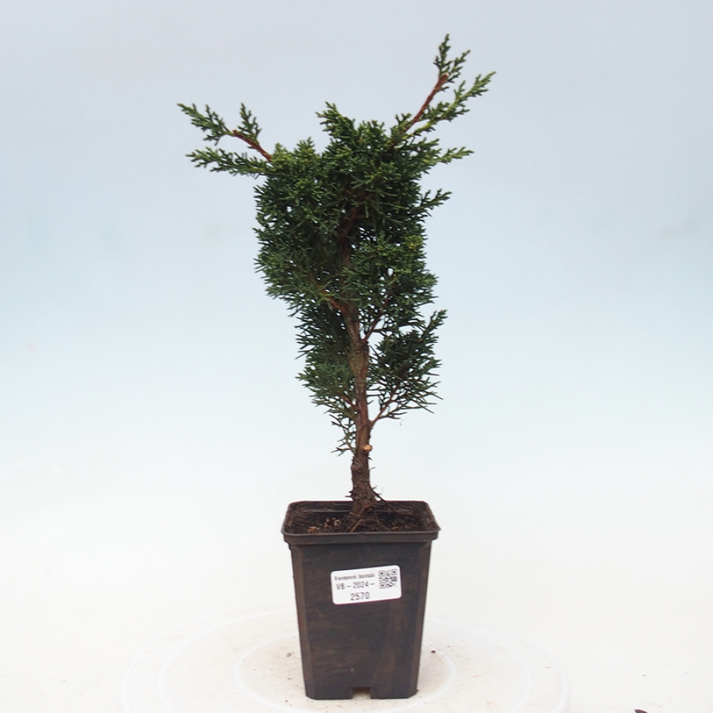 Outdoor-Bonsai - Juniperus chinensis Kishu - Chinesischer Wacholder