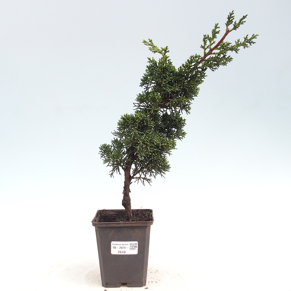 Outdoor-Bonsai - Juniperus chinensis Kishu - Chinesischer Wacholder