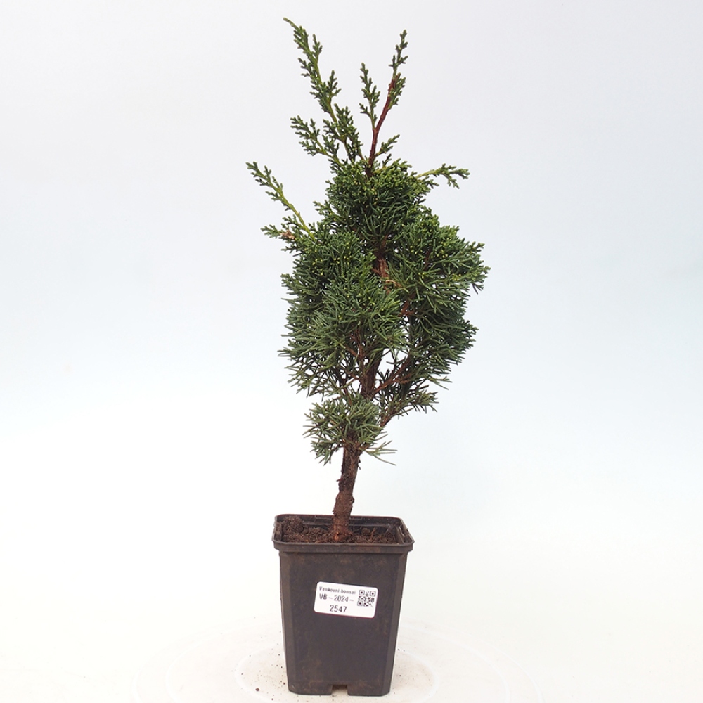 Outdoor-Bonsai - Juniperus chinensis Kishu - Chinesischer Wacholder