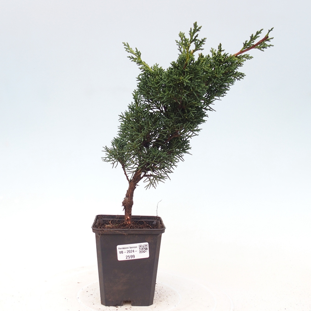 Outdoor-Bonsai - Juniperus chinensis Kishu - Chinesischer Wacholder