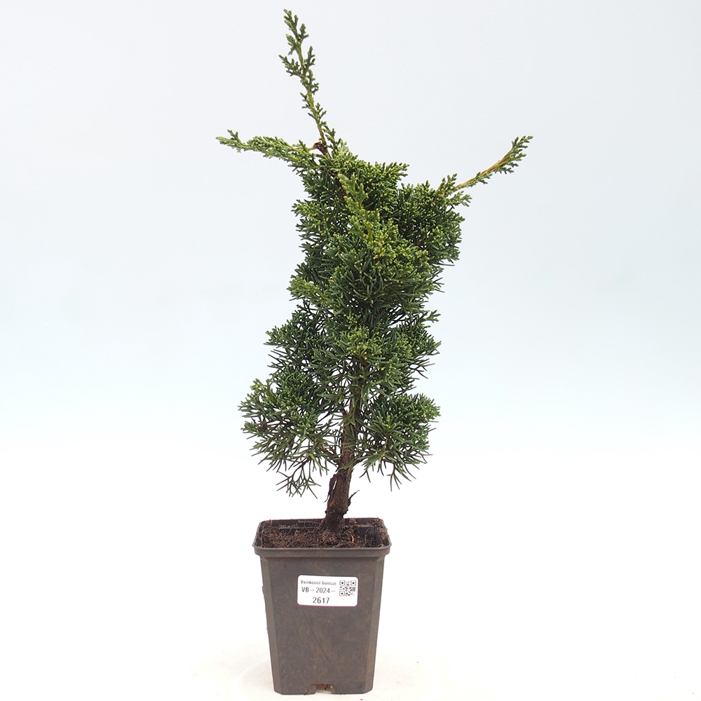 Outdoor-Bonsai - Juniperus chinensis Kishu - Chinesischer Wacholder