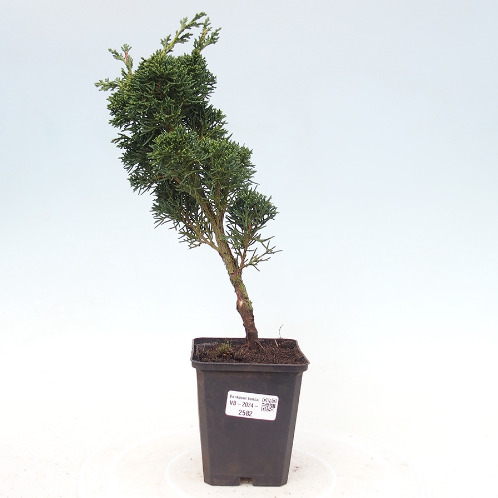 Outdoor-Bonsai - Juniperus chinensis Kishu - Chinesischer Wacholder