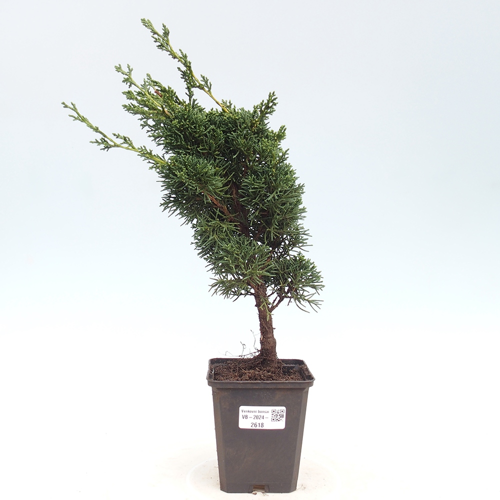 Outdoor-Bonsai - Juniperus chinensis Kishu - Chinesischer Wacholder