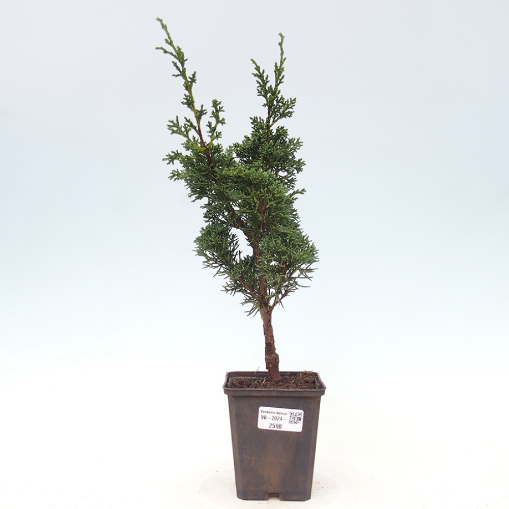 Outdoor-Bonsai - Juniperus chinensis Kishu - Chinesischer Wacholder