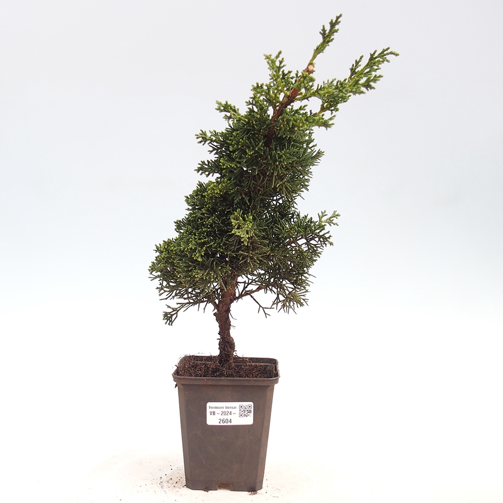 Outdoor-Bonsai - Juniperus chinensis Kishu - Chinesischer Wacholder