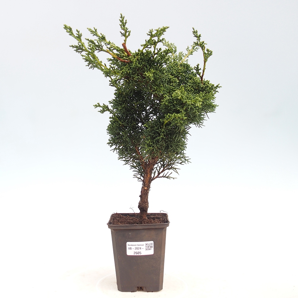 Outdoor-Bonsai - Juniperus chinensis Kishu - Chinesischer Wacholder