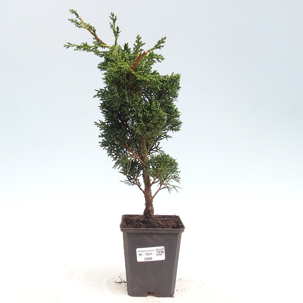 Outdoor-Bonsai - Juniperus chinensis Kishu - Chinesischer Wacholder