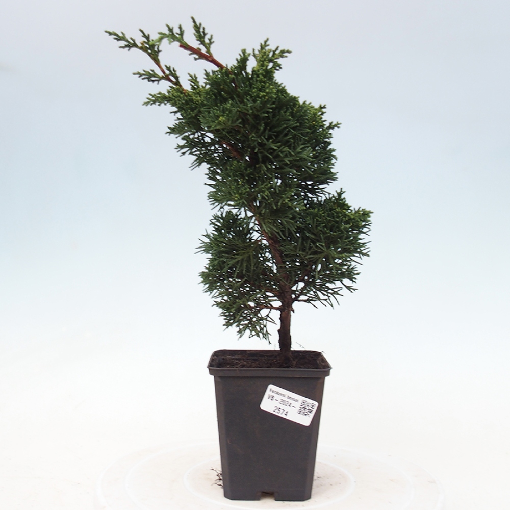 Outdoor-Bonsai - Juniperus chinensis Kishu - Chinesischer Wacholder