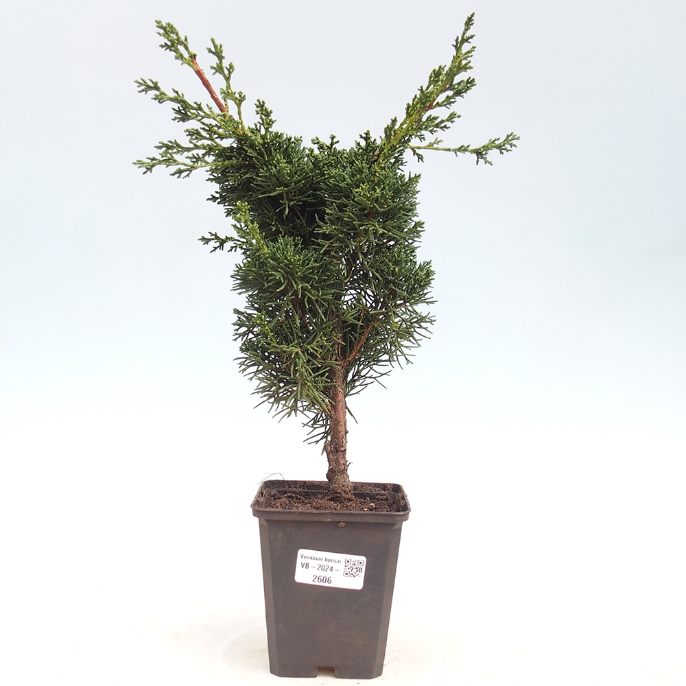 Outdoor-Bonsai - Juniperus chinensis Kishu - Chinesischer Wacholder