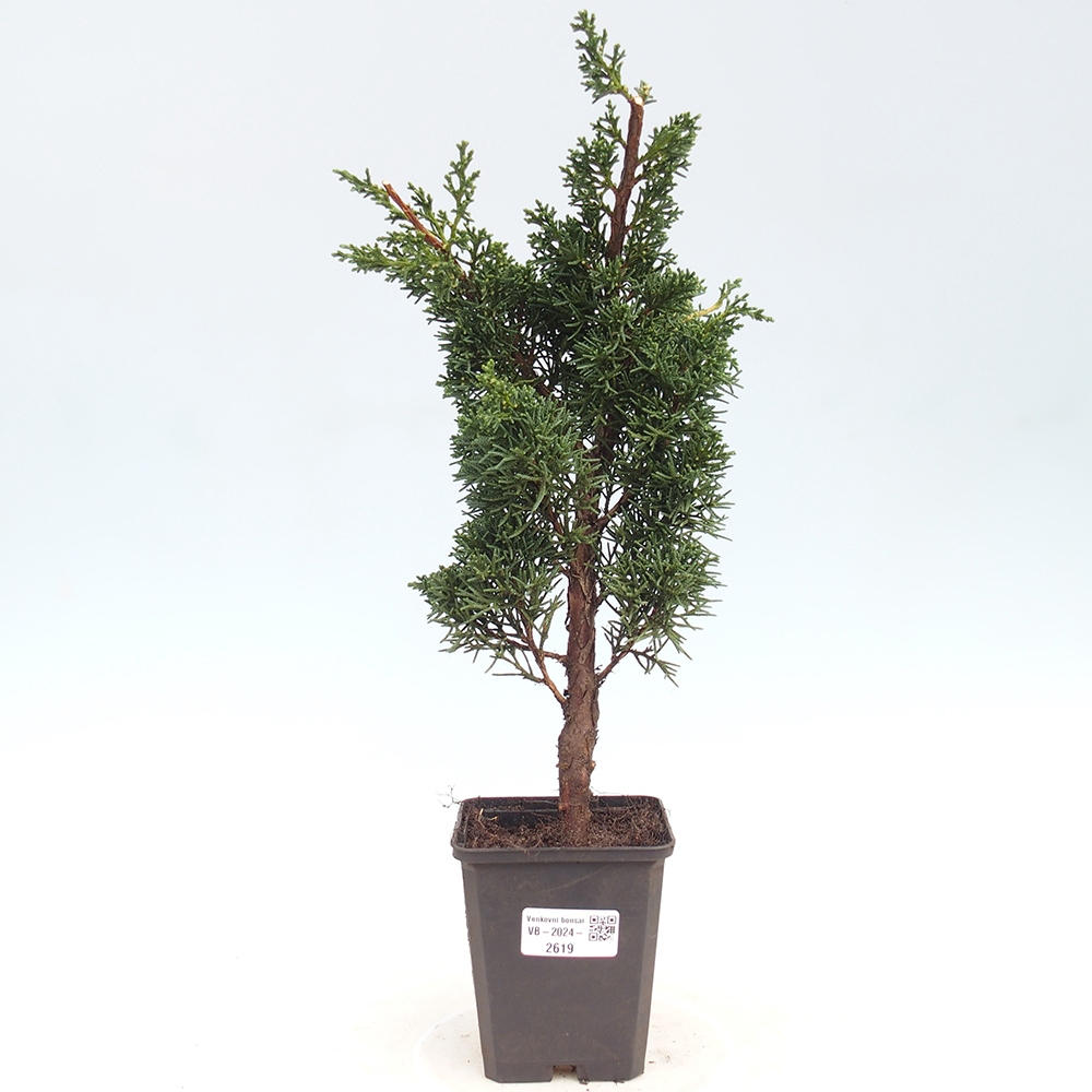 Outdoor-Bonsai - Juniperus chinensis Kishu - Chinesischer Wacholder