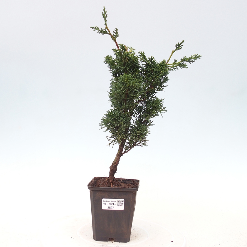 Outdoor-Bonsai - Juniperus chinensis Kishu - Chinesischer Wacholder