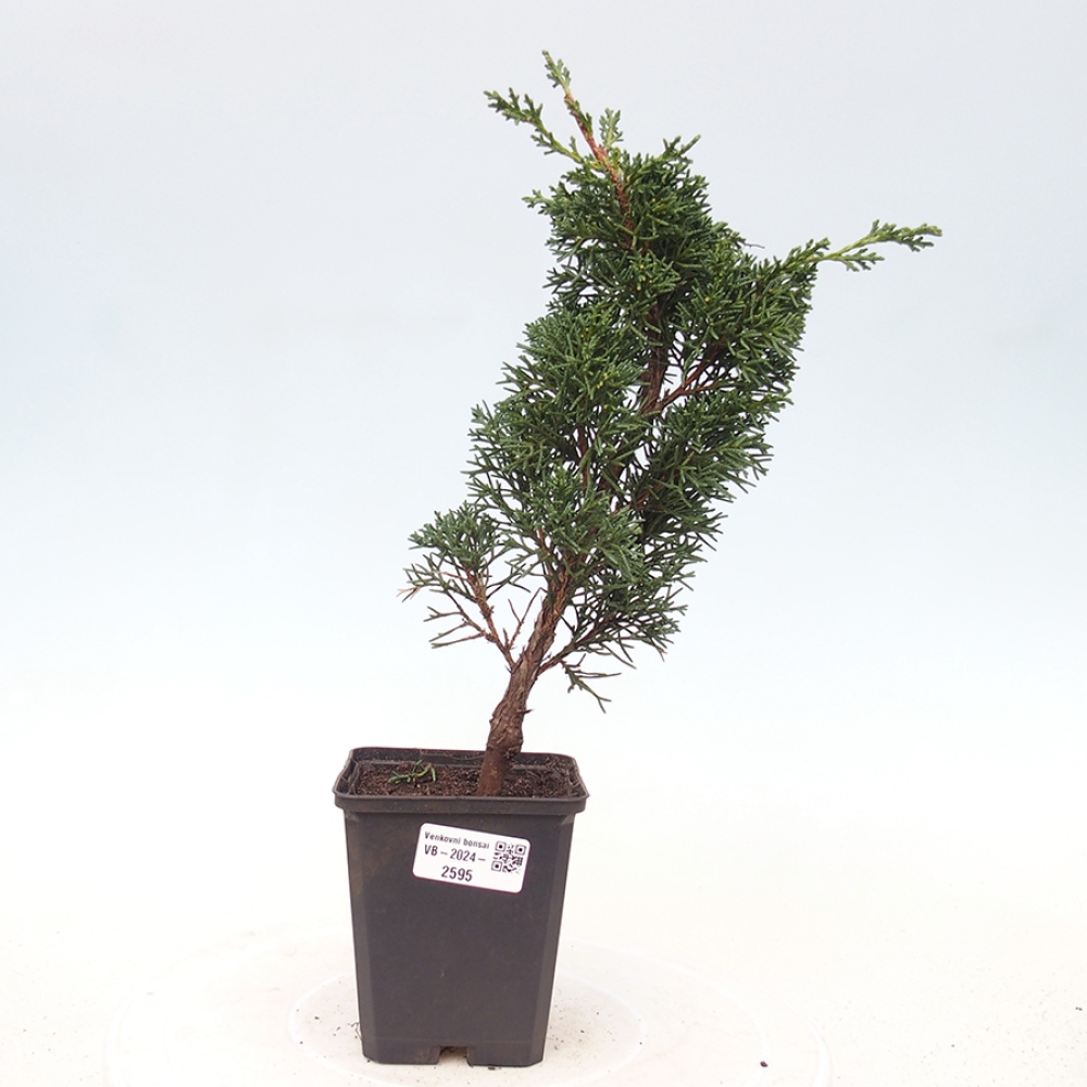 Outdoor-Bonsai - Juniperus chinensis Kishu - Chinesischer Wacholder