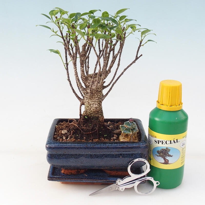 Bonsai-Geschenkset - Kleinblättriger Ficus - Ficus retusa