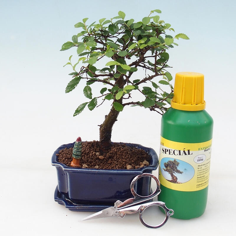 Bonsai-Geschenkset - Zimmerulme - Ulmus parvifolia