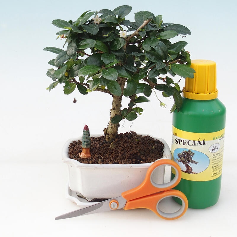 Bonsai-Geschenkset für Mädchen – Fuki-Tee – Carmona microphylla