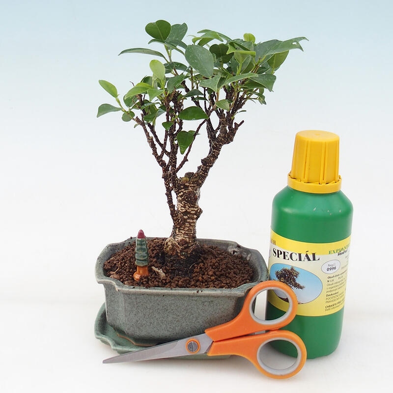 Bonsai-Geschenkset für Mädchen - Kleinblättriger Ficus - Ficus retusa