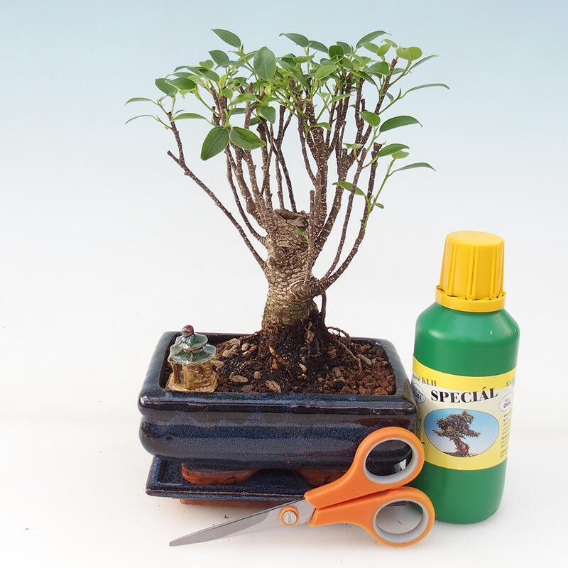 Bonsai-Geschenkset für Mädchen - Kleinblättriger Ficus - Ficus retusa