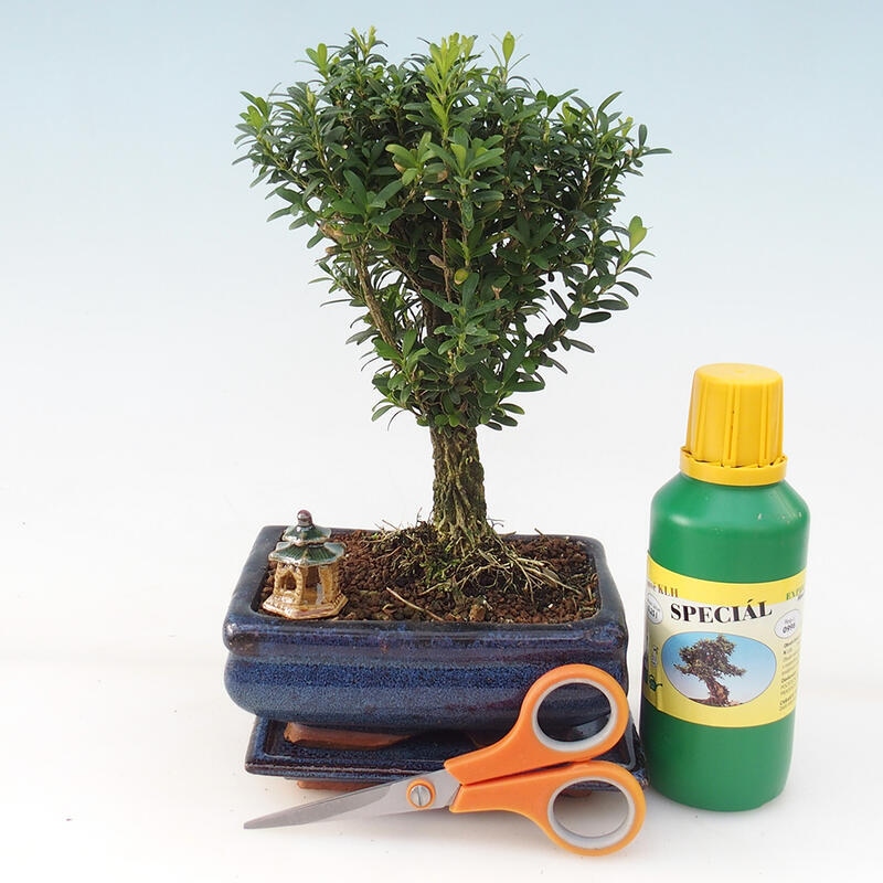 Bonsai-Geschenkset für Mädchen - Korkbuchsbaum - Buxus harlandii