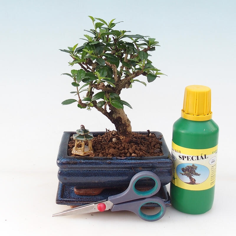 Bonsai-Geschenkset für Jungen - Tea-fuki - Carmona microphylla