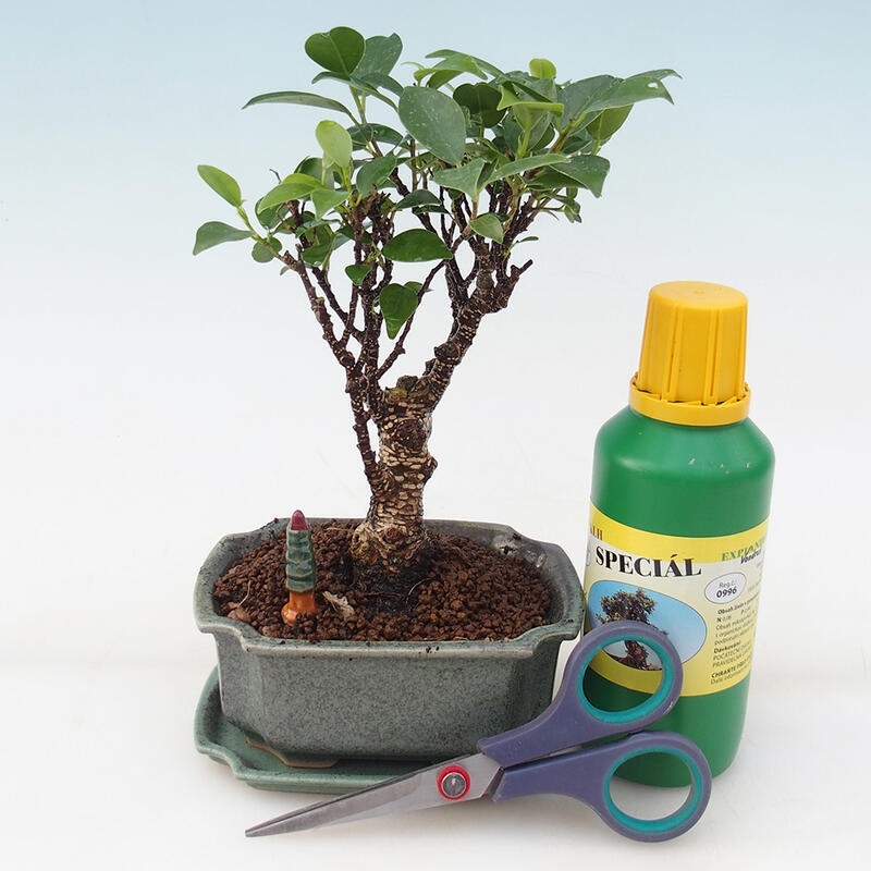 Bonsai-Geschenkset für Jungen – Kleinblättriger Ficus – Ficus retusa