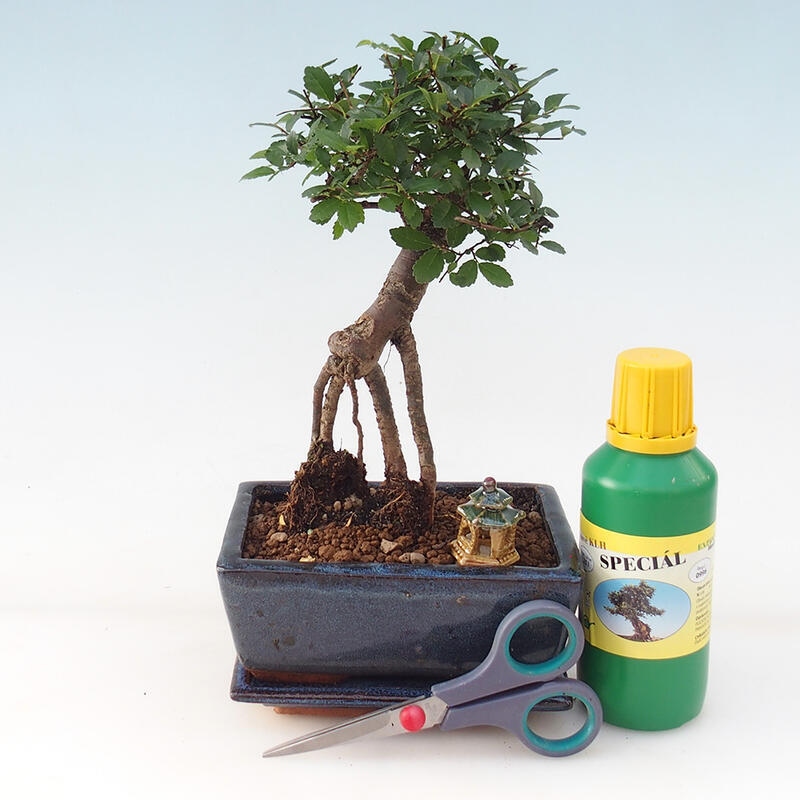 Bonsai-Geschenkset für Jungen – Zimmerulme – Ulmus parvifolia