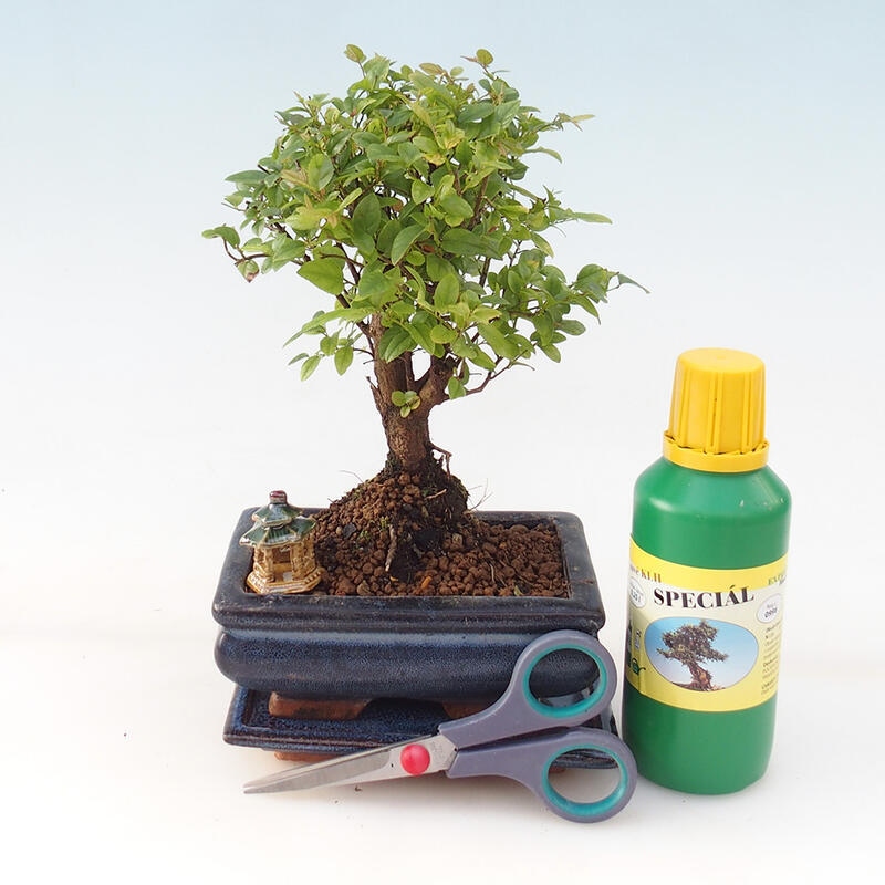 Bonsai-Geschenkset für Jungen – Sageretia thea