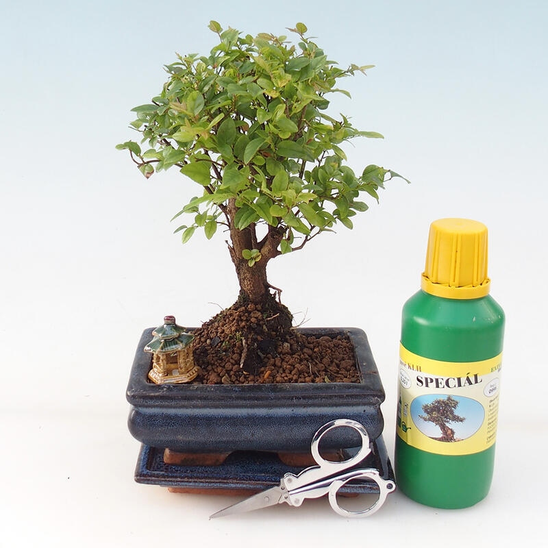 Bonsai-Geschenkset - Sageretia thea