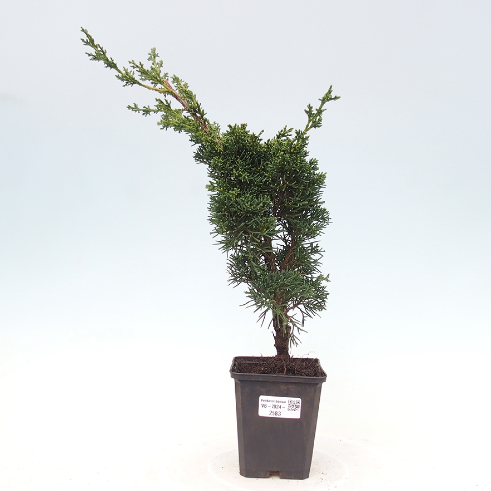 Outdoor-Bonsai - Juniperus chinensis Kishu - Chinesischer Wacholder