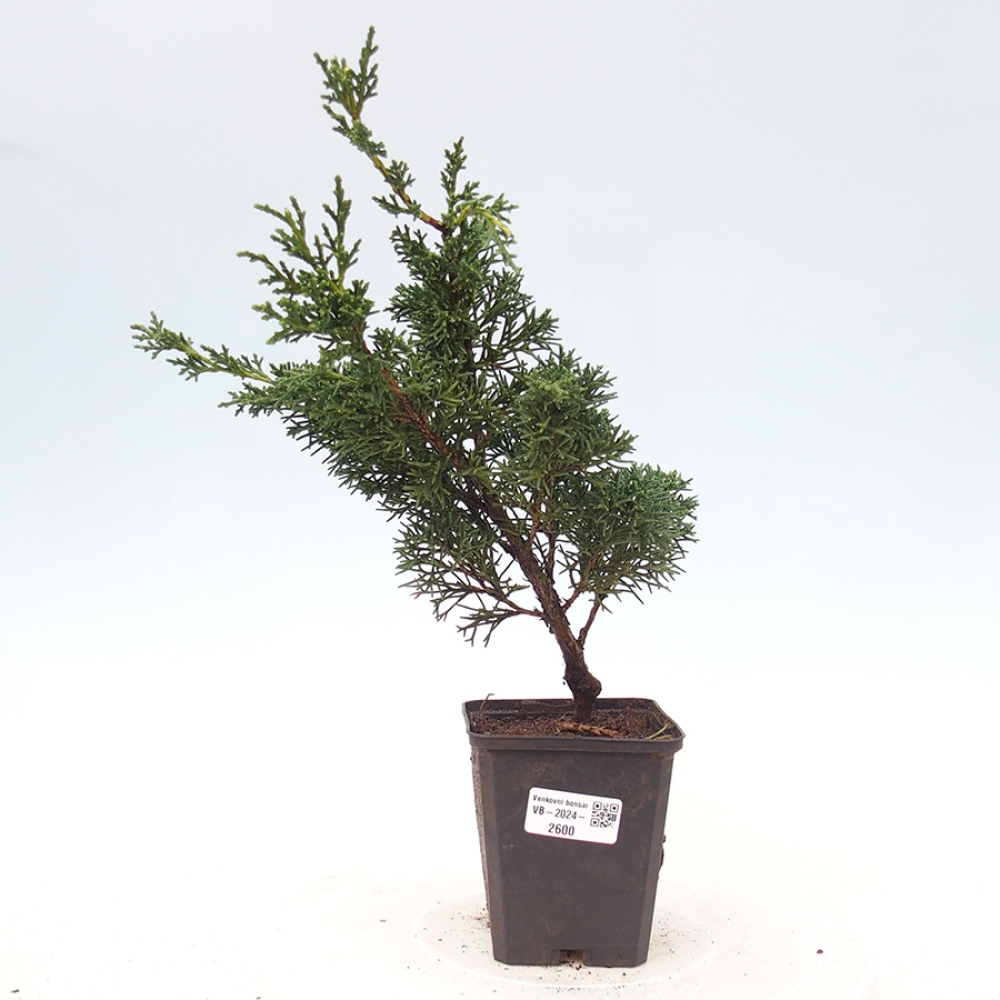 Outdoor-Bonsai - Juniperus chinensis Kishu - Chinesischer Wacholder