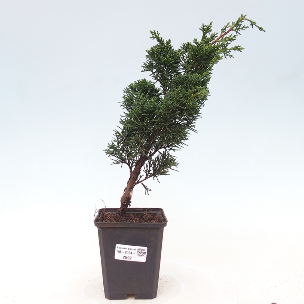 Outdoor-Bonsai - Juniperus chinensis Kishu - Chinesischer Wacholder