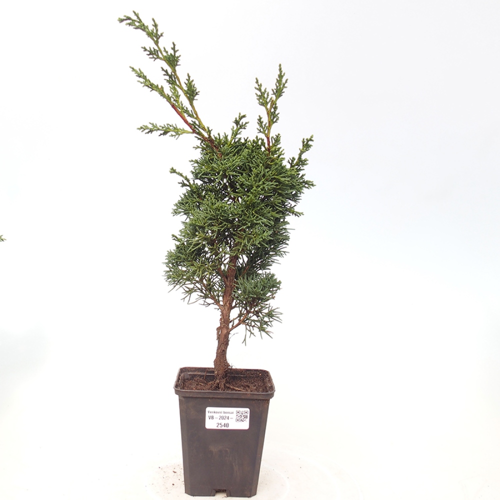 Outdoor-Bonsai - Juniperus chinensis Kishu - Chinesischer Wacholder