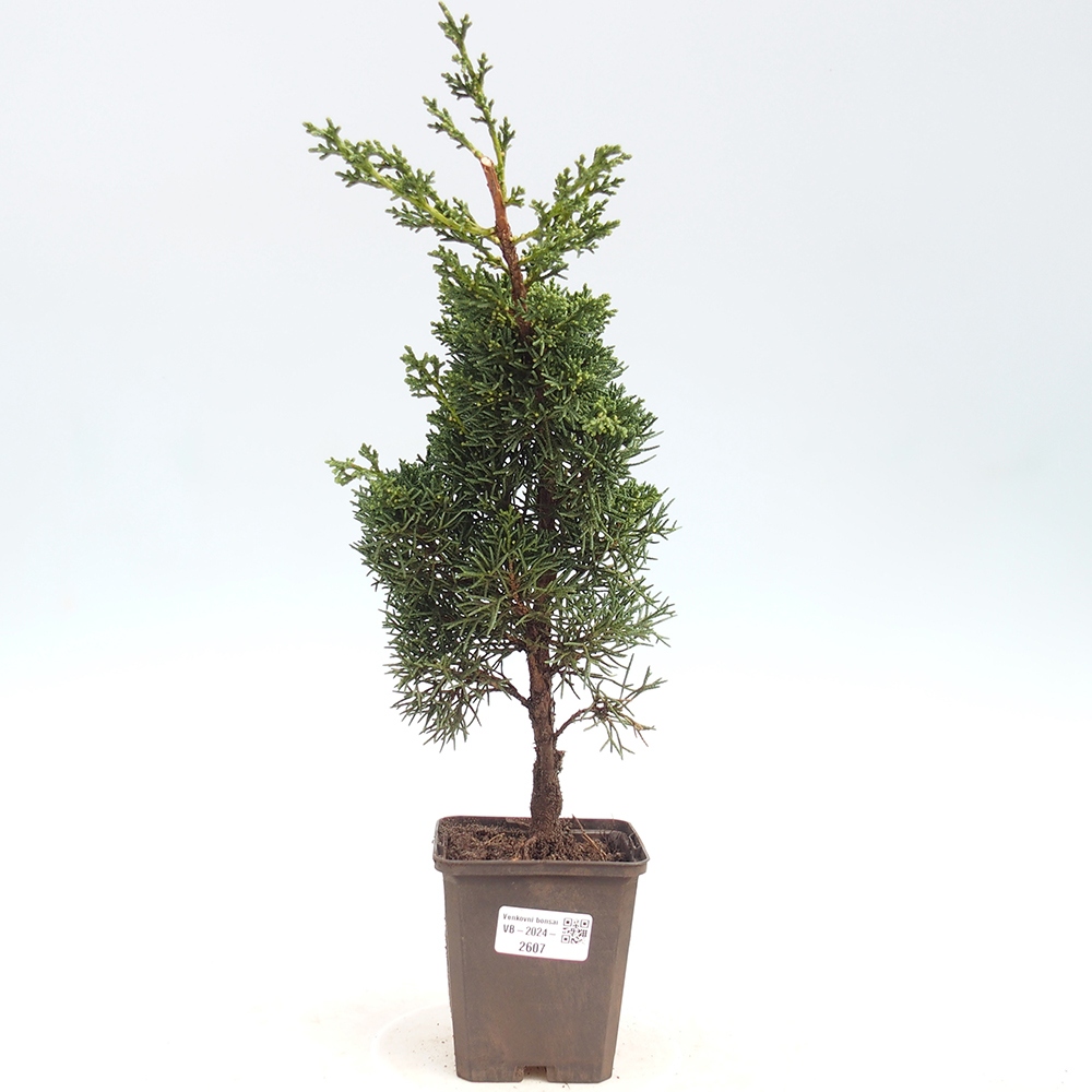 Outdoor-Bonsai - Juniperus chinensis Kishu - Chinesischer Wacholder