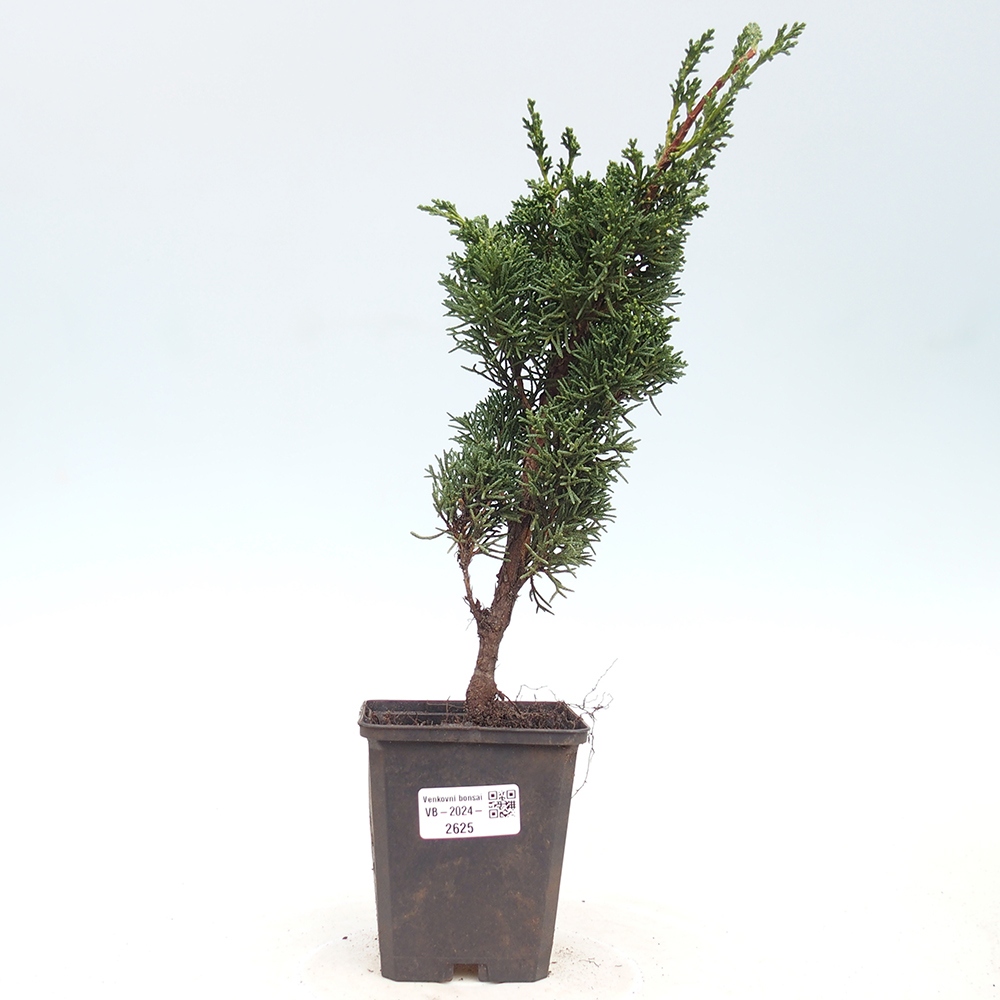 Outdoor-Bonsai - Juniperus chinensis Kishu - Chinesischer Wacholder