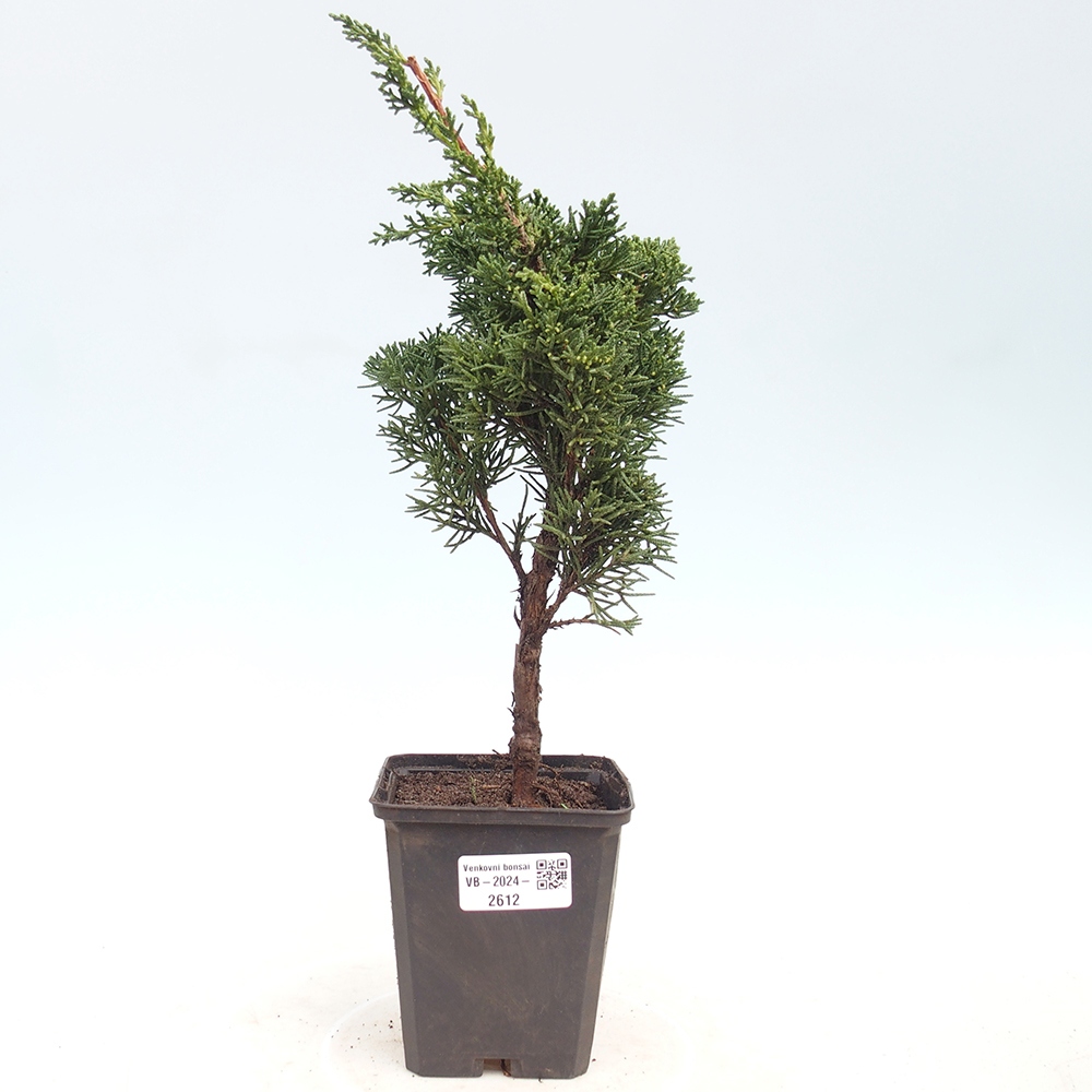 Outdoor-Bonsai - Juniperus chinensis Kishu - Chinesischer Wacholder