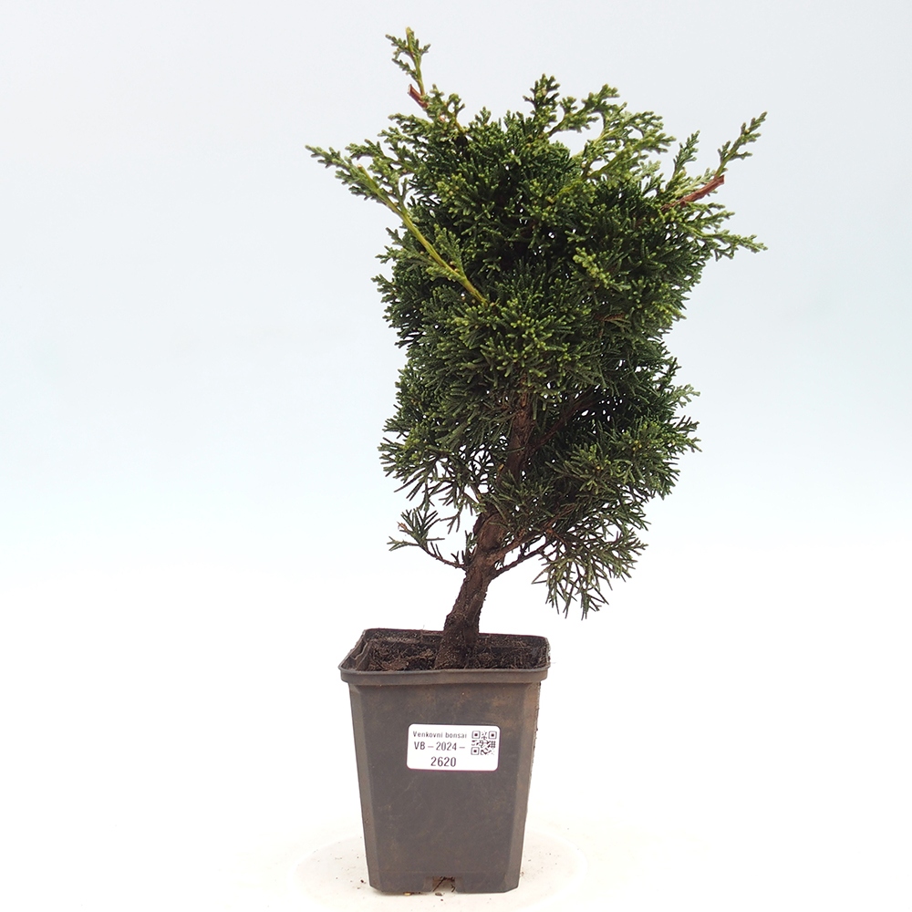 Outdoor-Bonsai - Juniperus chinensis Kishu - Chinesischer Wacholder