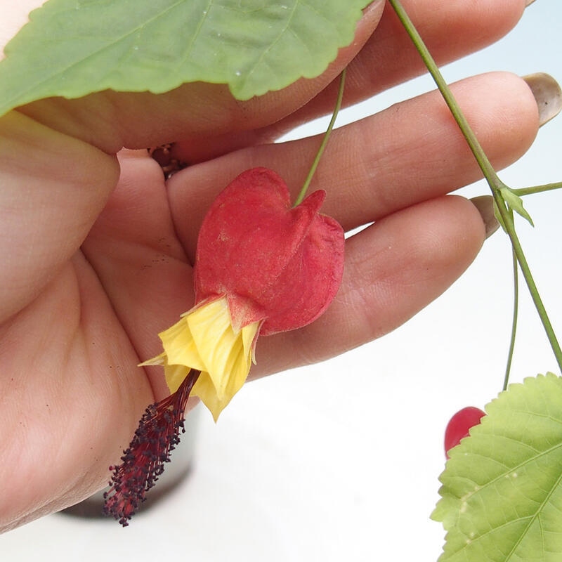 Zimmerbonsai - Abutilon Big Bell - Flussmoltebeere