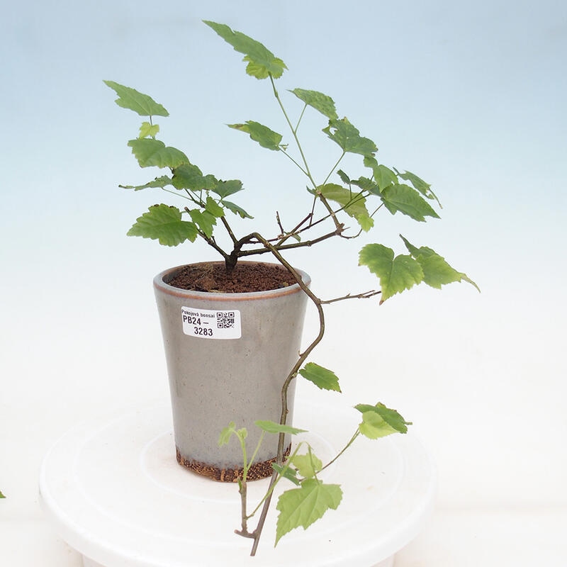 Zimmerbonsai - Abutilon Big Bell - Flussmoltebeere