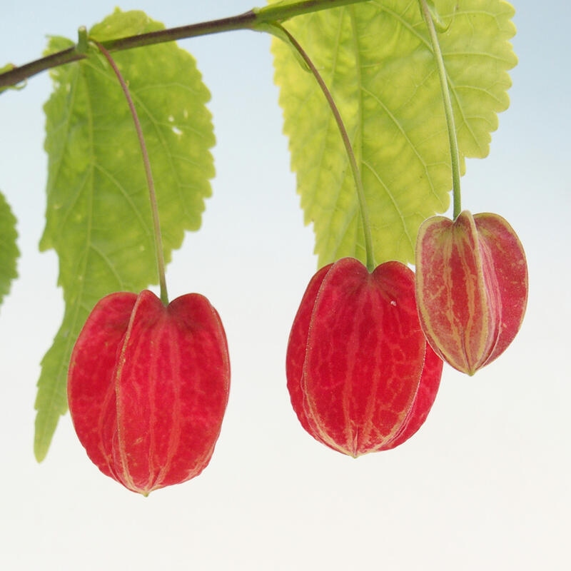 Zimmerbonsai - Abutilon Big Bell - Flussmoltebeere