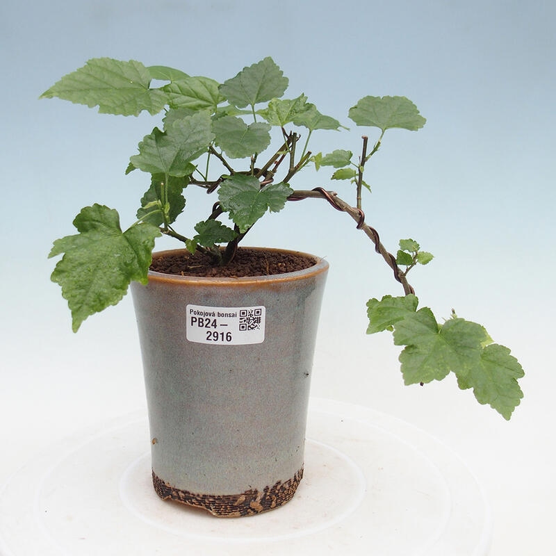 Zimmerbonsai - Abutilon Big Bell - Flussmoltebeere