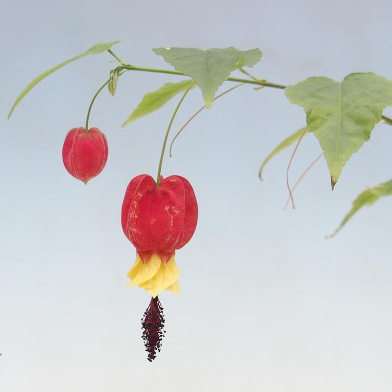 Zimmerbonsai - Abutilon Big Bell - Flussmoltebeere