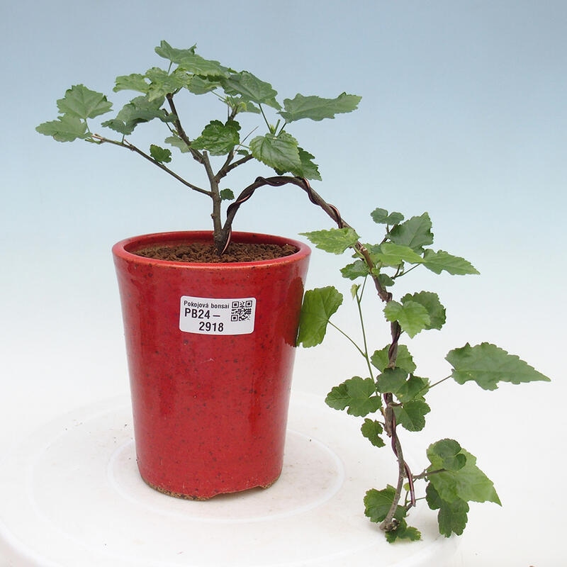 Zimmerbonsai - Abutilon Big Bell - Flussmoltebeere