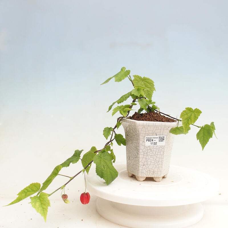 Zimmerbonsai - Abutilon Big Bell - Flussmoltebeere