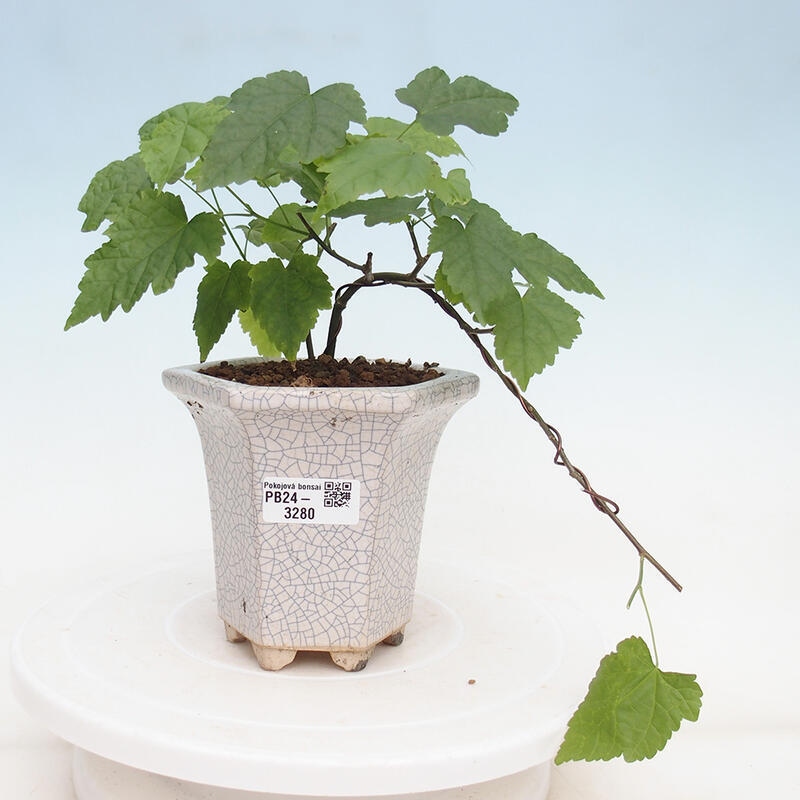 Zimmerbonsai - Abutilon Big Bell - Flussmoltebeere