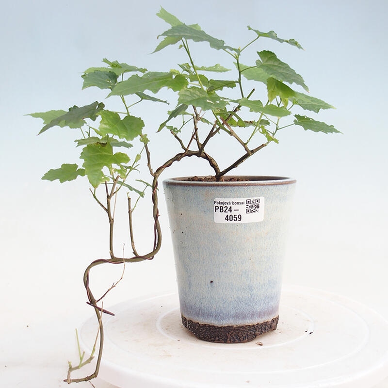 Zimmerbonsai - Abutilon Big Bell - Fluss-Moltebeere