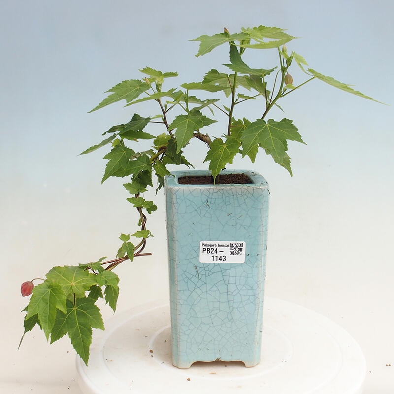 Zimmerbonsai - Abutilon Big Bell - Flussmoltebeere