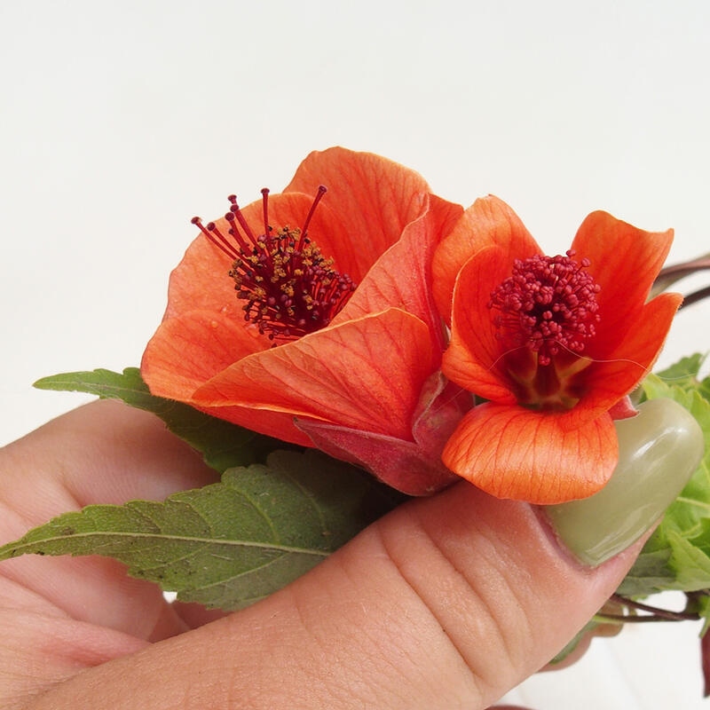 Zimmerbonsai - Abutilon Big Bell - Flussmoltebeere