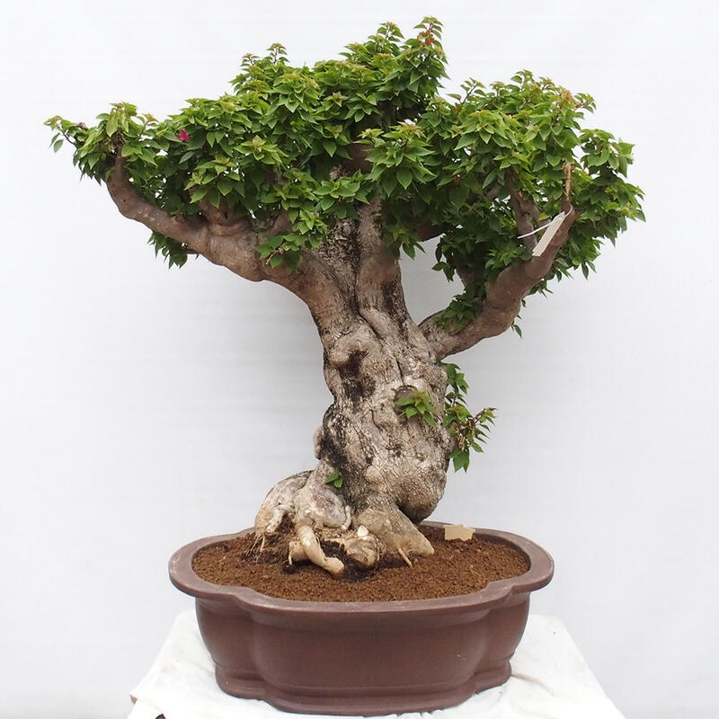 Zimmerbonsai - Bouganwilea