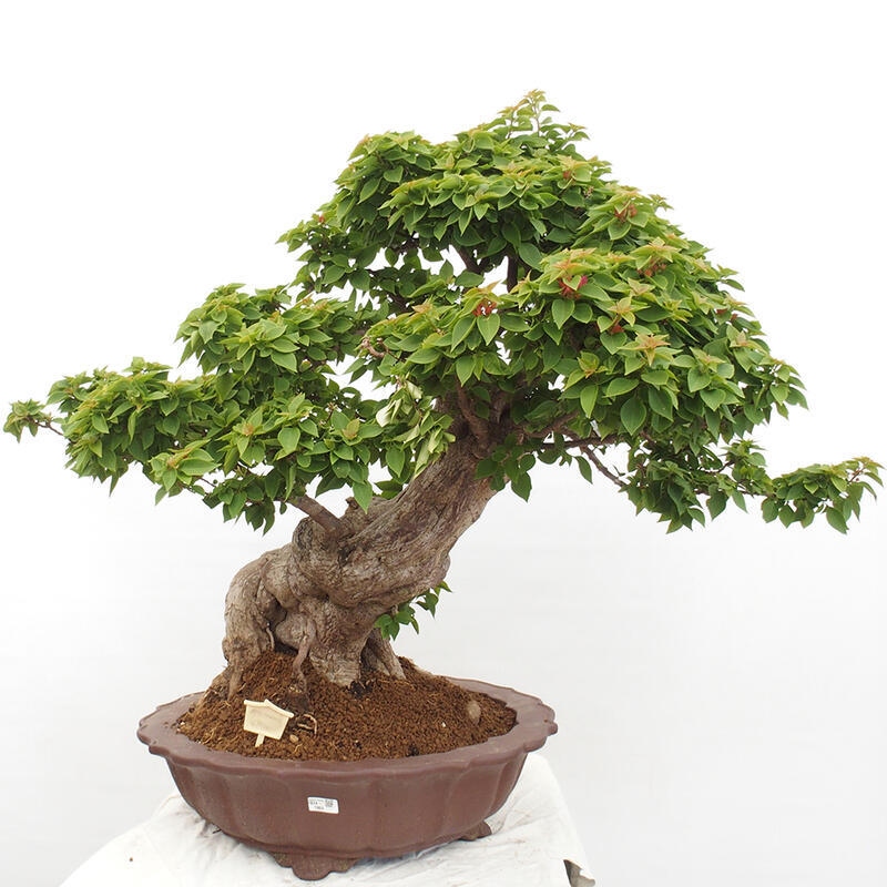 Zimmerbonsai - Bouganwilea