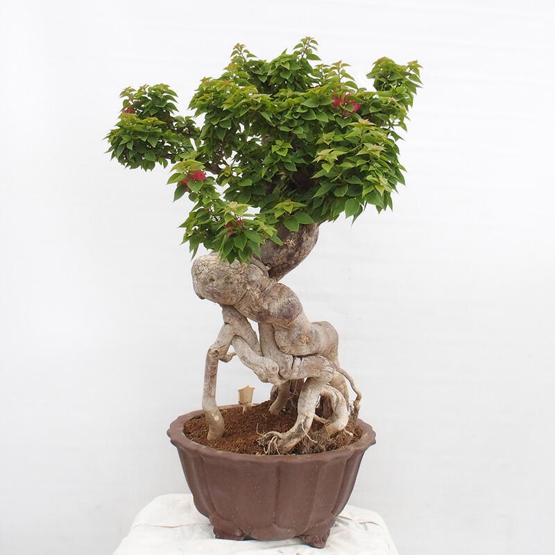 Zimmerbonsai - Bouganwilea